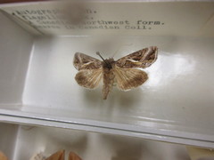 Autographa flagellum