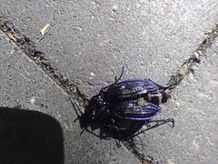 Carabus exaratus