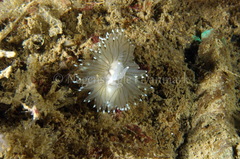Antiopella cristata