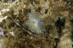 Antiopella cristata