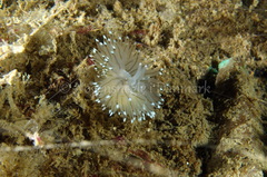 Antiopella cristata