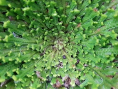 Selaginella pallescens