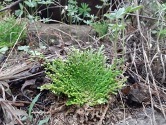 Selaginella pallescens
