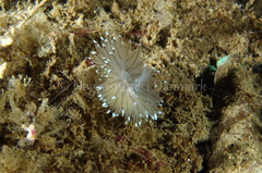 Antiopella cristata