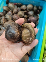 Archidendron jiringa