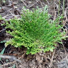 Selaginella pallescens