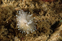 Antiopella cristata