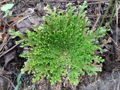 Selaginella pallescens