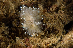 Antiopella cristata