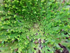 Selaginella pallescens