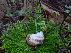 Selaginella pallescens
