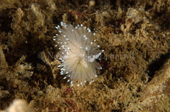 Antiopella cristata