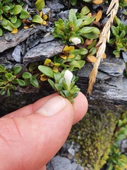 Veronica planopetiolata