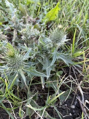 Cirsium vulgare