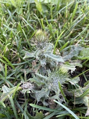Cirsium vulgare