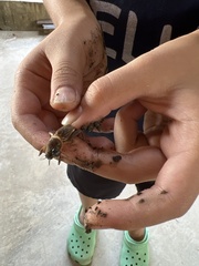 Gryllotalpa orientalis