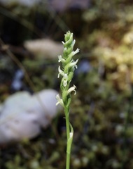 Spiranthes romanzoffiana