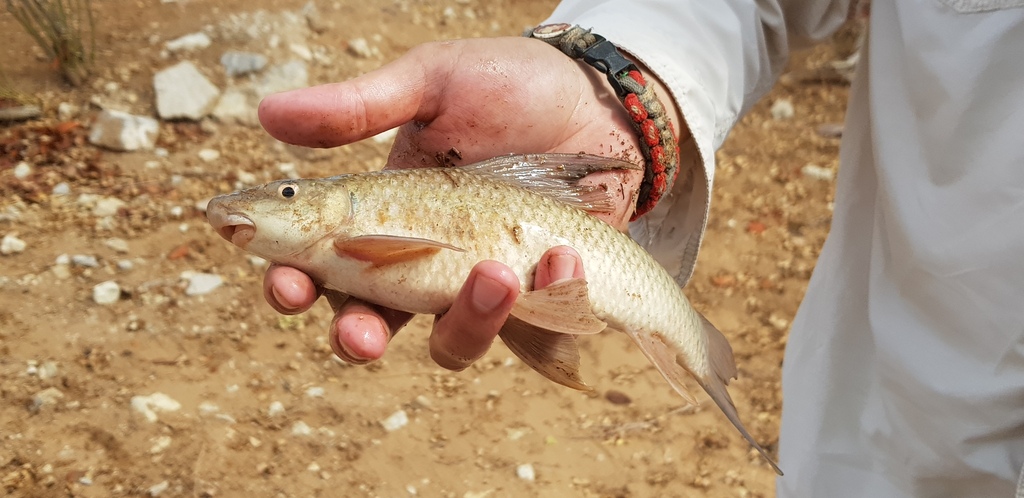Cunene labeo (Labeo ansorgii) — Cyprinidae
