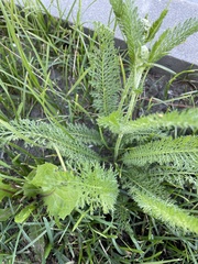 Achillea millefolium