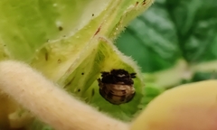 Propylea quatuordecimpunctata