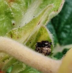 Propylea quatuordecimpunctata