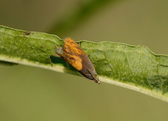 Dichrorampha flavidorsana