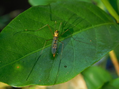 Nephrotoma australasiae