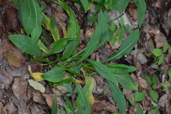 Packera toluccana