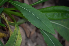 Packera toluccana