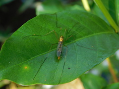 Nephrotoma australasiae