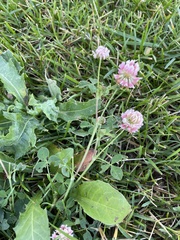 Trifolium hybridum