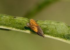 Dichrorampha flavidorsana