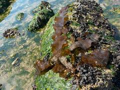 Desmarestia herbacea