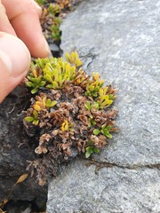 Veronica planopetiolata