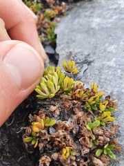 Veronica planopetiolata