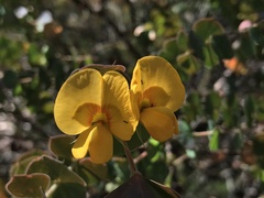 Pultenaea spinosa
