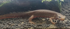 Cynops pyrrhogaster