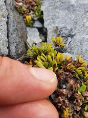 Veronica planopetiolata