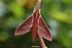 Theretra pallicosta