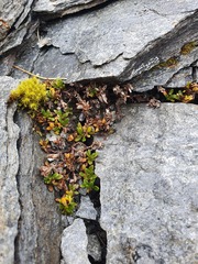 Veronica planopetiolata