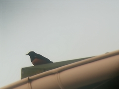 Thamnolaea cinnamomeiventris