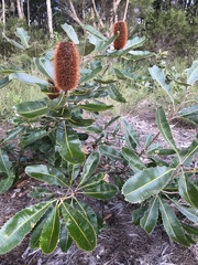 Banksia robur