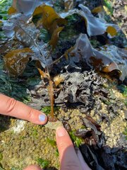 Desmarestia herbacea