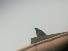 Thamnolaea cinnamomeiventris