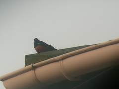 Thamnolaea cinnamomeiventris