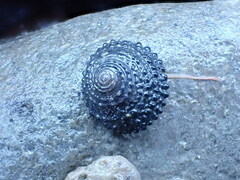 Diloma bicanaliculatum