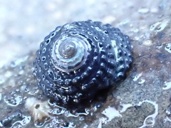 Diloma bicanaliculatum