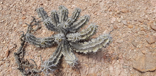 Euphorbia virosa image