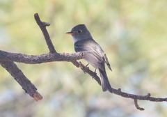 Empidonax affinis