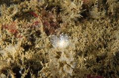 Antiopella cristata